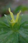 Yellow trillium